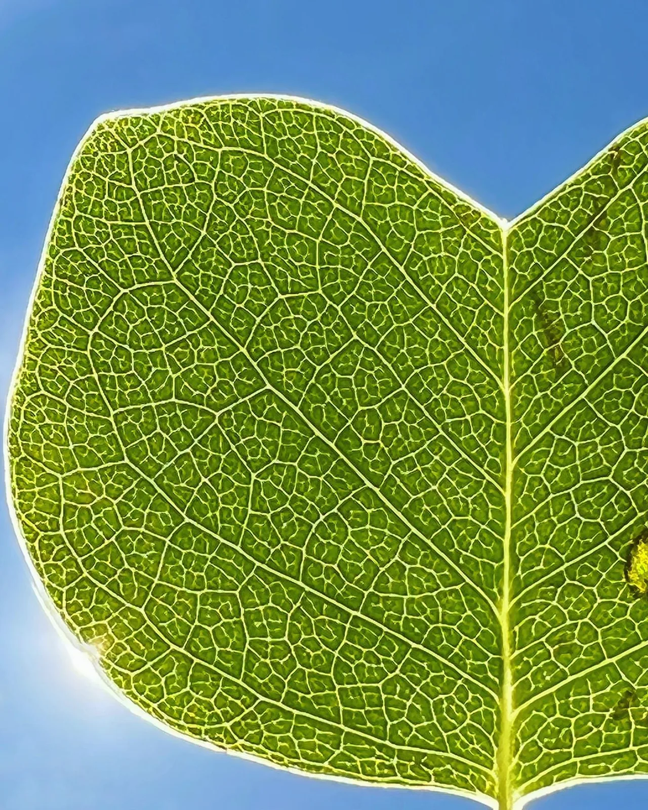 Sunlight reveals the fine network of veins in a green leaf.
