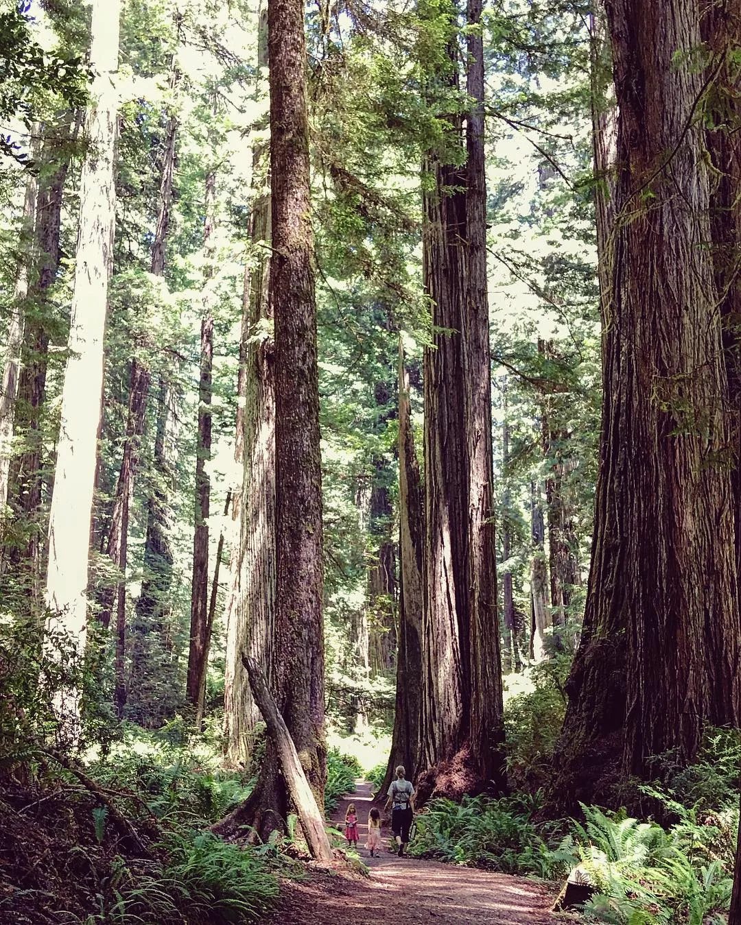 Tall tree trunks rise above a fern-covered forest floor.