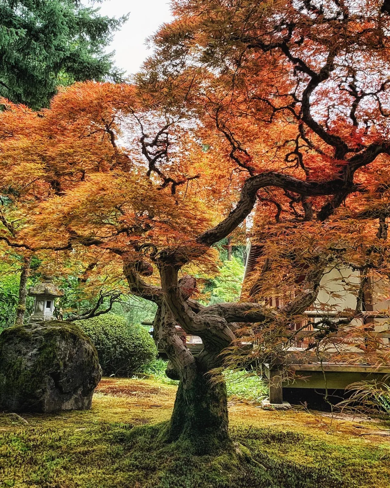 A spreading tree carries brilliant red and orange autumn leaves.