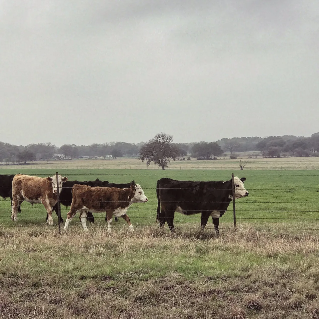 Cattle graze in a green field.