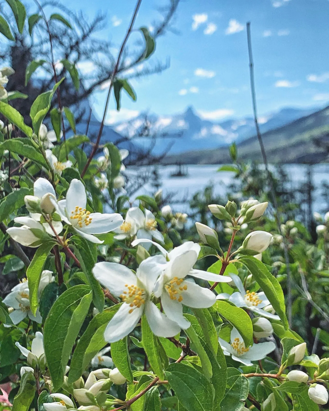White flowers bloom above a blue mountain lake.