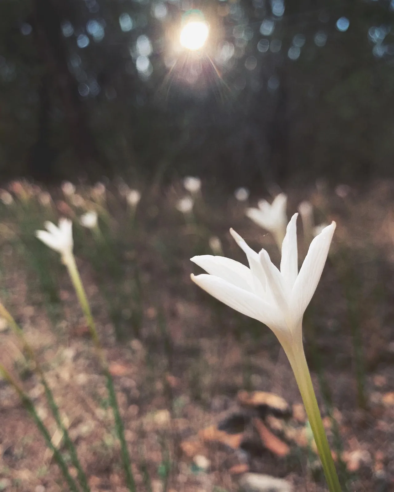White rain lilies catch the light under the trees.