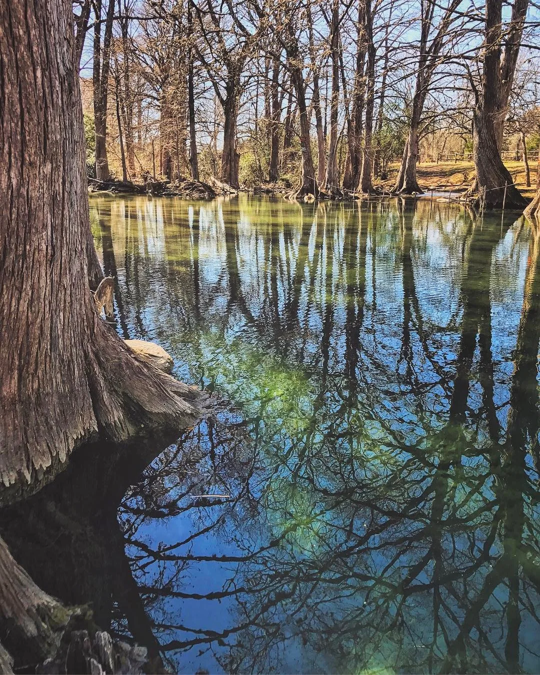 Bare trees and cypress trunks reflect in still river water.