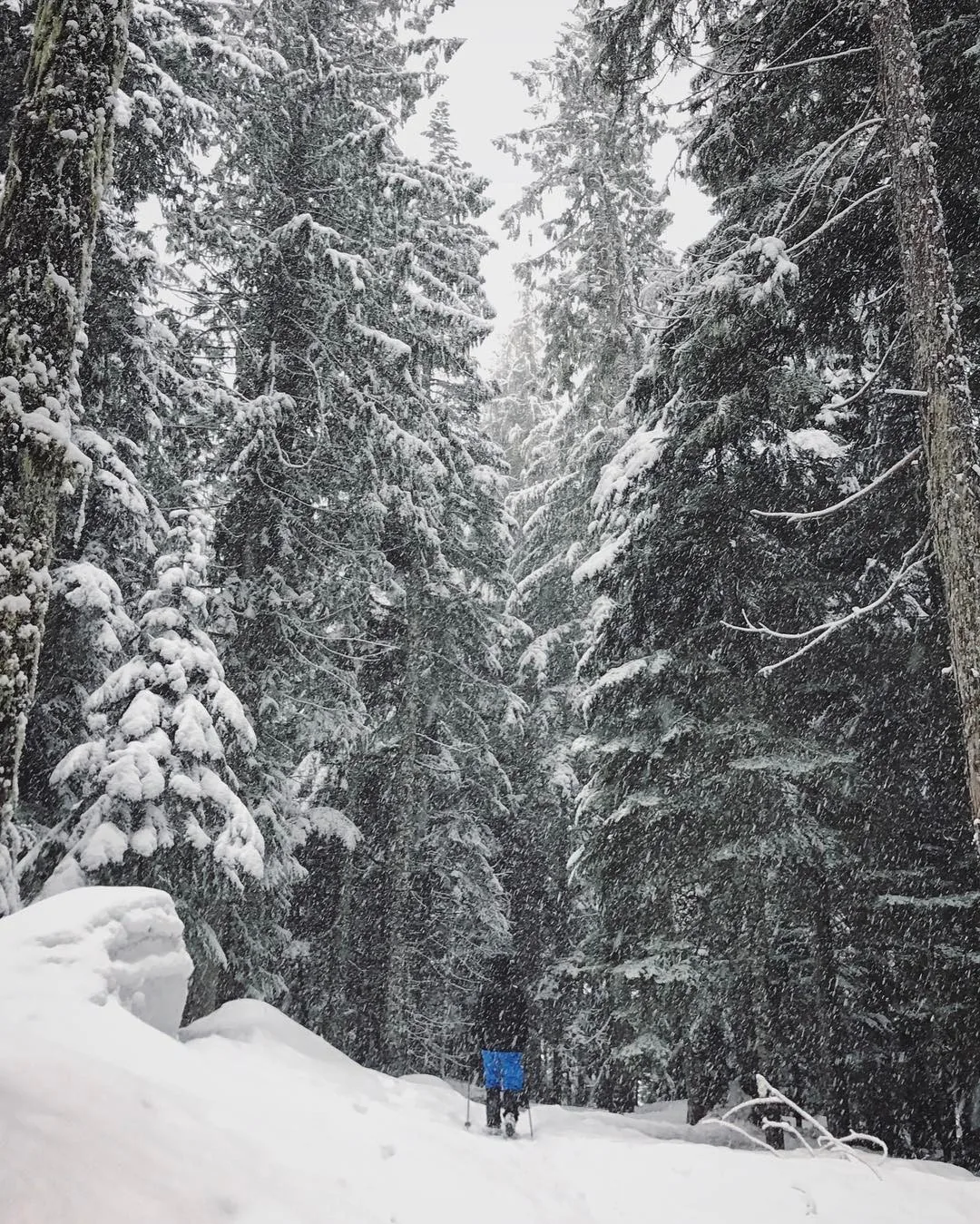 Snow covers a dense forest of evergreen trees.