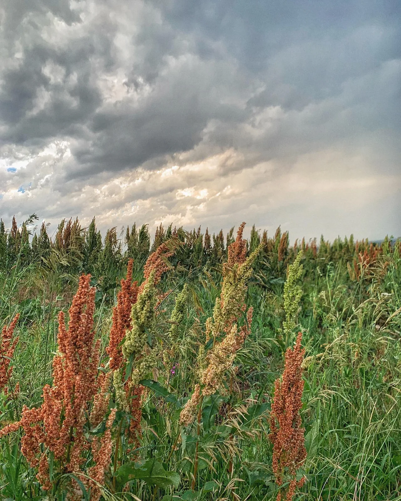 Tall grasses grow beneath a cloud-filled sky.